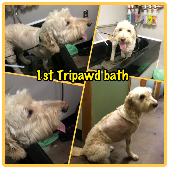 first tripawd bath